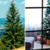 Split image showing scenic south bay area hillside in northern California dotted with evergreen trees and a decorated Christmas tree inside an apartment living room next to a cozy fireplace.